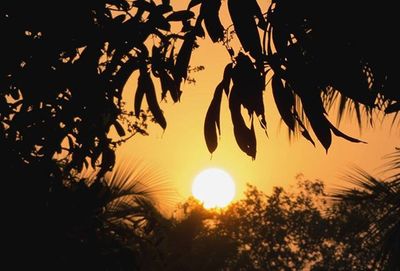 Sun shining through trees