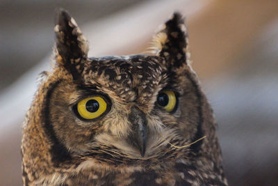 Portrait of an african eagle owl bubo africanus 