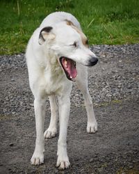 Close-up of dog on grass