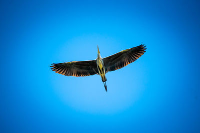 Low angle view of bird flying against clear blue sky