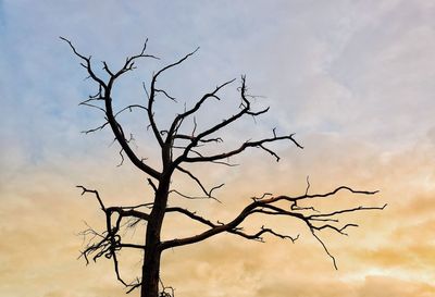 Bare tree against sky