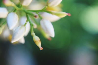 Close-up of plant