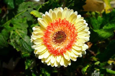 Close-up of flower blooming outdoors