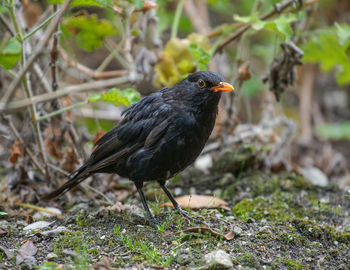 Close-up of bird perching on a field