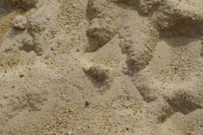 High angle view of starfish on sand
