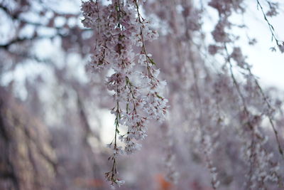 Close-up of flower tree