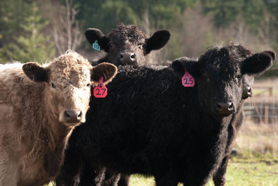 Cows on grassy field