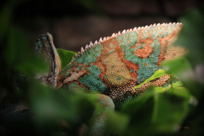 Close-up of a lizard on a branch