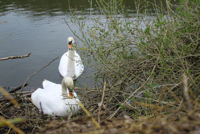 Swan on lake