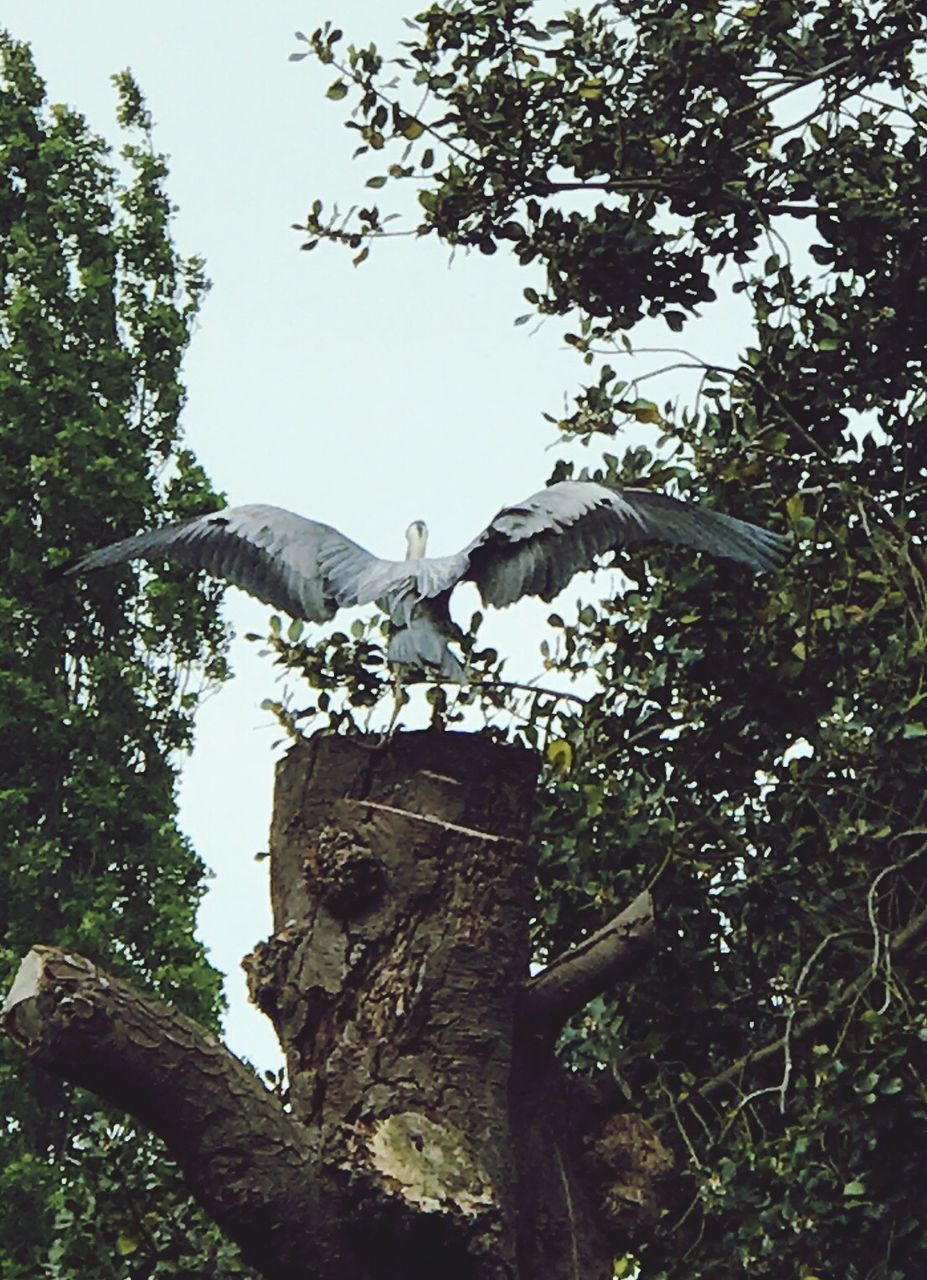 LOW ANGLE VIEW OF BIRD STATUE ON TREE