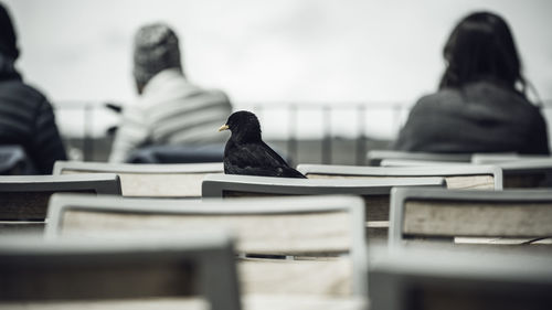 Black crows looking for something to eat on gornergrat tables