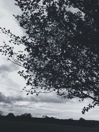 Low angle view of silhouette tree against sky