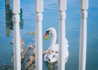 Swan swimming in lake