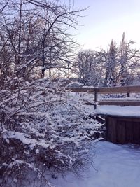 Snow covered trees in winter