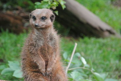 Portrait of meerkat on field