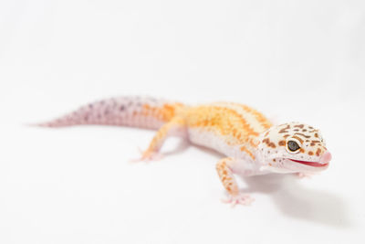 Close-up of lizard on white background