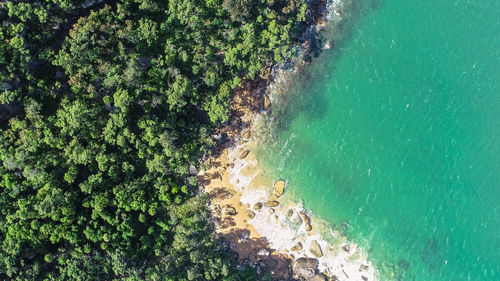 High angle view of plant on sea shore