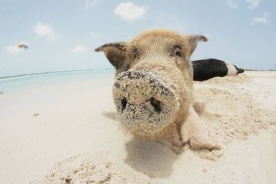 View of pig on beach