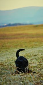 grass