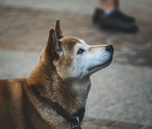 Close-up of dog