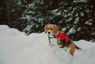 Dog on snow covered land