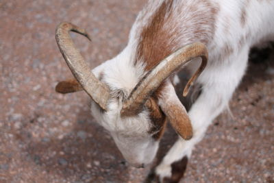 Close-up of goat on field