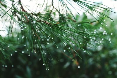 Close-up of raindrops on pine tree