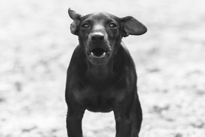 Close-up portrait of dog standing on land