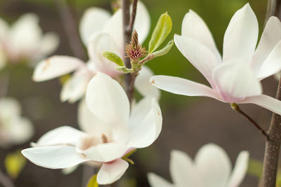 Close-up of flowers