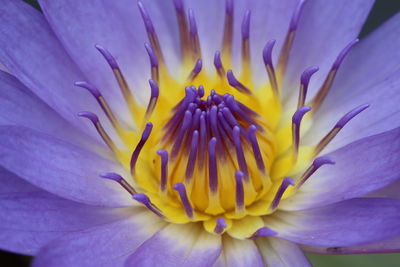 Close-up of purple flower