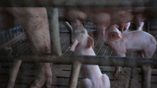 View of sheep in cage