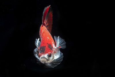 Close-up of fish underwater