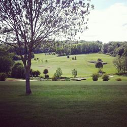 Trees in park