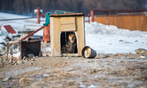 Dog in damaged wooden kennel