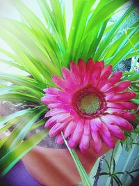 Close-up of pink flower