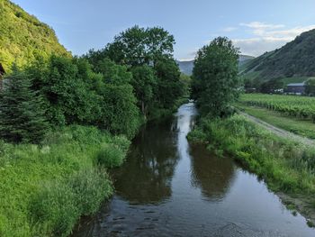 Scenic view of river amidst trees against sky