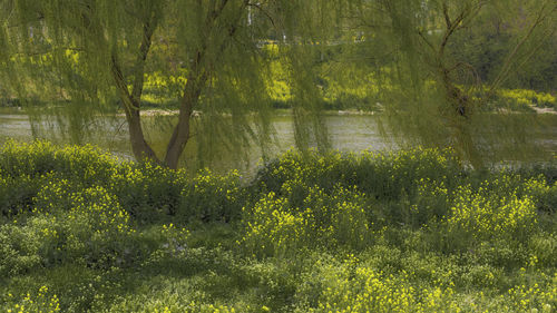 Scenic view of lake in forest