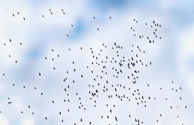 Low angle view of birds flying against sky