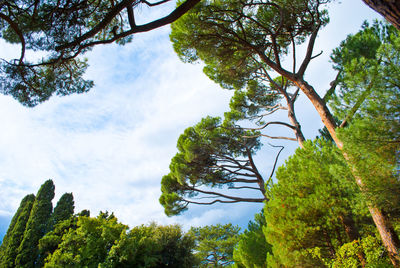 Low angle view of tree