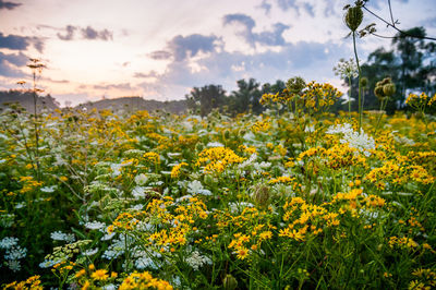 Close-up of fresh yellow flowers blooming in field