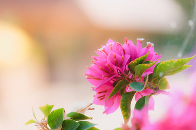 Close-up of pink flowering plant