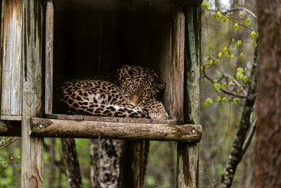 Close-up of leopard