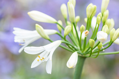 Close-up of white flowering plant