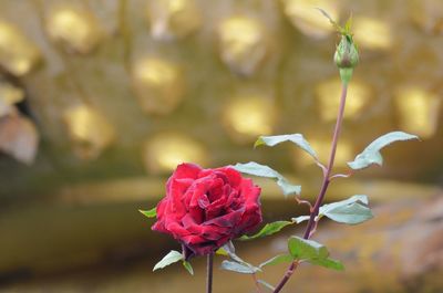 Close-up of red rose blooming outdoors