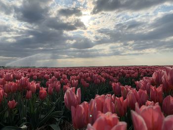 Pink tulips on field against sky