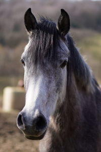 Close-up portrait of a horse