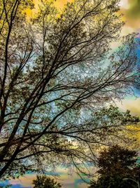 Low angle view of silhouette tree against sky