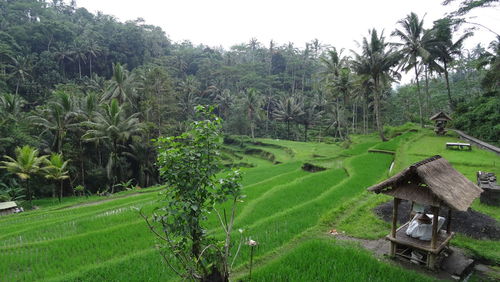 Scenic view of farm against sky