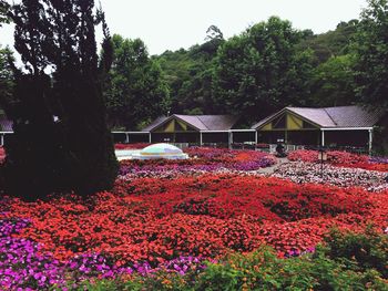 Flowers blooming on tree