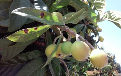 Close-up of fruits on tree